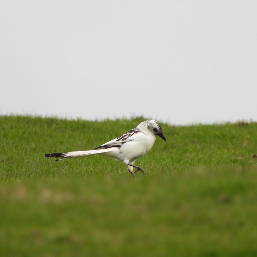 Our new Summer Members Newsletter is brilliantly informative and also includes great photography including this one of Pembrokeshire’s white Magpie by @MeanderinNature, a photography platform designed to bring nature to those unable to go out - m.facebook.com/10008283195974…