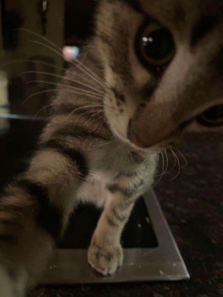 taesan as cats 🐈‍⬛ (@taesancats) on Twitter photo 