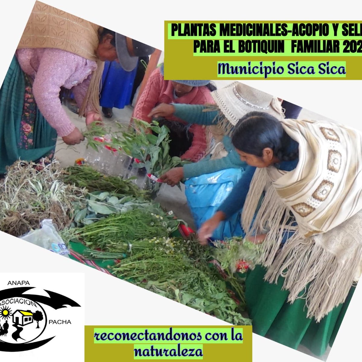 La seguridad de nuestra salud depende de la recolección, selección y Guardado de las plantas medicinales.