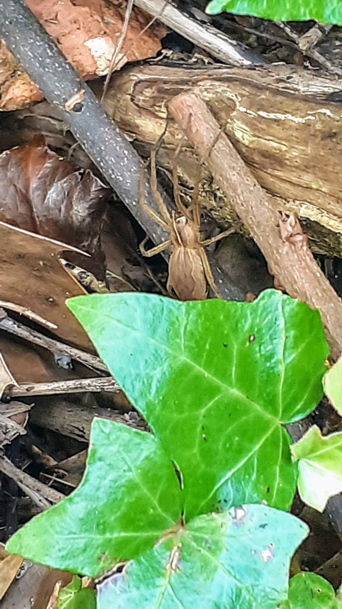 At last, my first Pisaura mirabilis in my own garden. <a href="/BritishSpiders/">BAS</a>