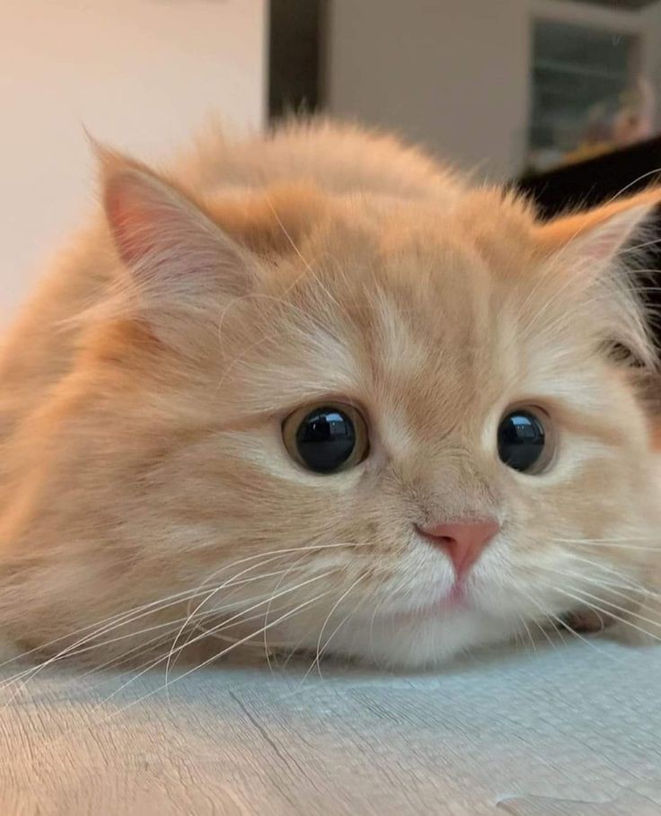 No Context Cats tweet media