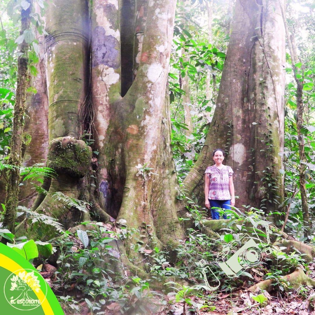 el_escondite_re's tweet photo. Explora la majestuosidad de la selva amazónica junto a nuestros árboles gigantes. 🌳✨ Conéctate con la naturaleza en su forma más pura, en #ElEscondite
Reserva tu visita: https://t.co/NZ8Ojmb4BA  

#senderismo #conservación #sostenibilidad #Reservanatural #birds #yovoy #Putumayo https://t.co/Pmlx0BqWak