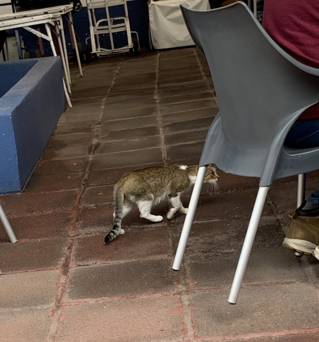 Dra.LymphNK//BaddestWitchInSabbath,BloodySabbath tweet media