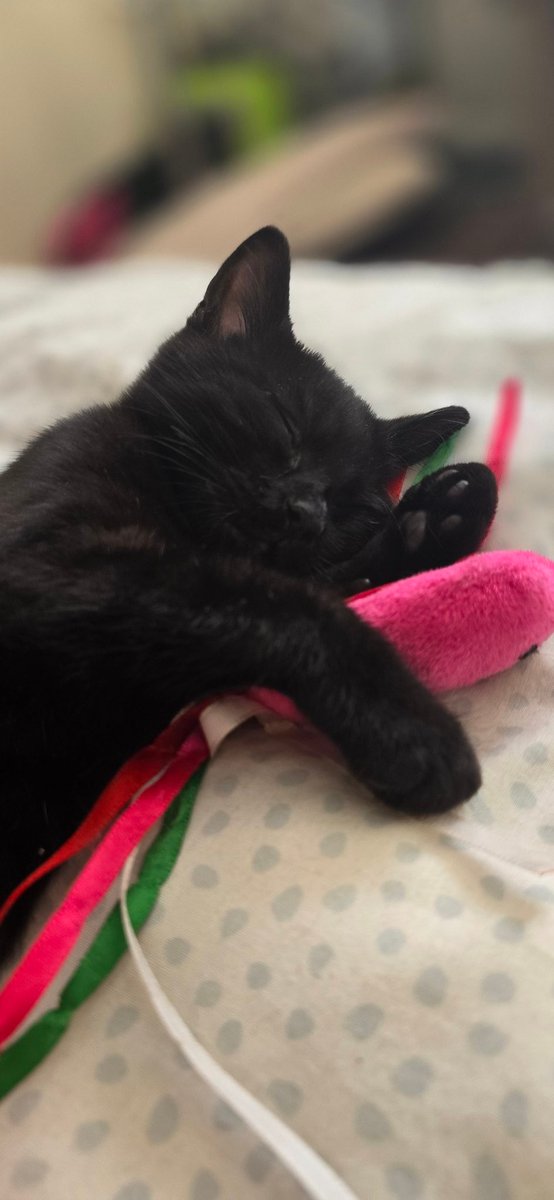 justme_tracey's tweet photo. #CuteKitten #JustMaya https://t.co/DoXrqWVgxt