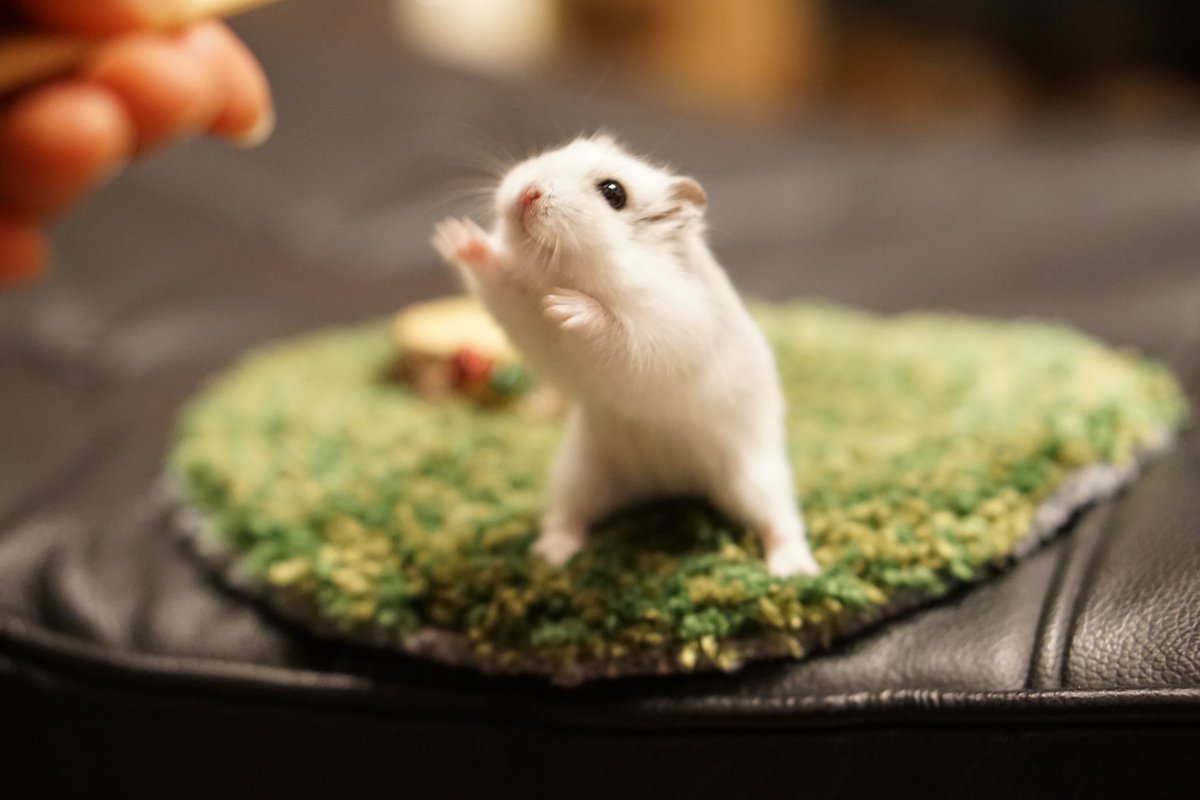 撫でてあげられるハムスターおこつぼ