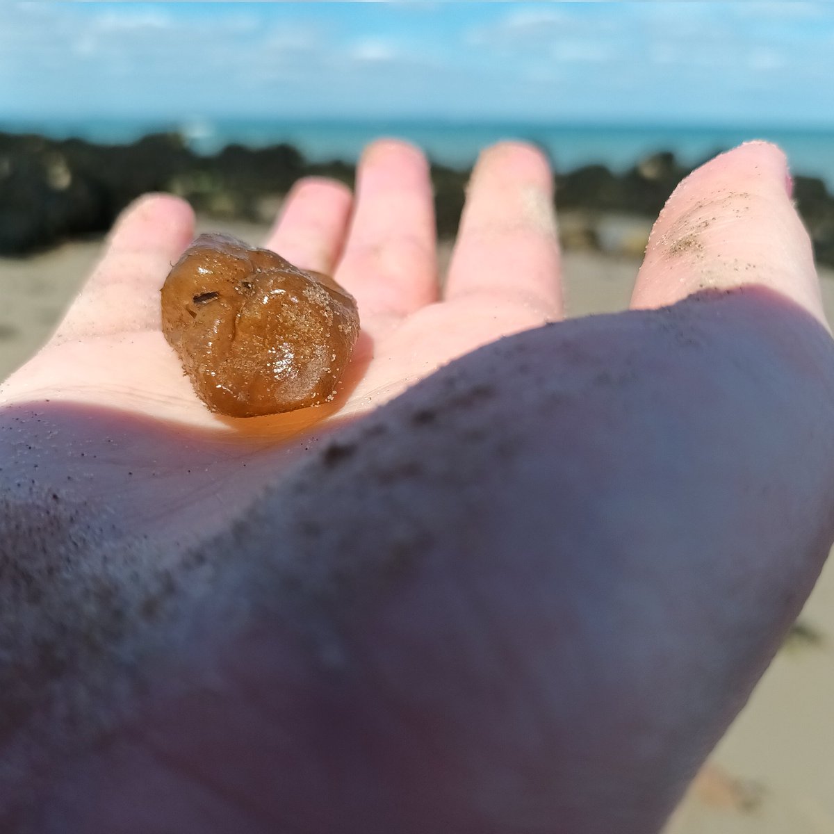 emma_cavan's tweet image. Anyone know what this is? Washed up on isle of wight beach. Felt biological and not man-made, and when not broken would be spherical. #ukbeach #MarineLife