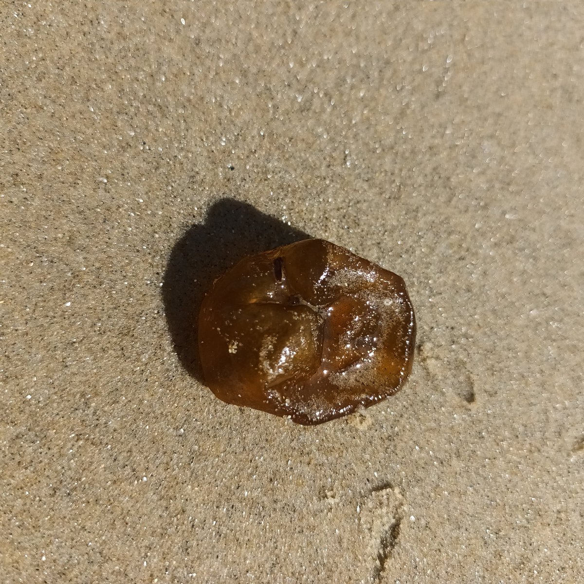 emma_cavan's tweet image. Anyone know what this is? Washed up on isle of wight beach. Felt biological and not man-made, and when not broken would be spherical. #ukbeach #MarineLife