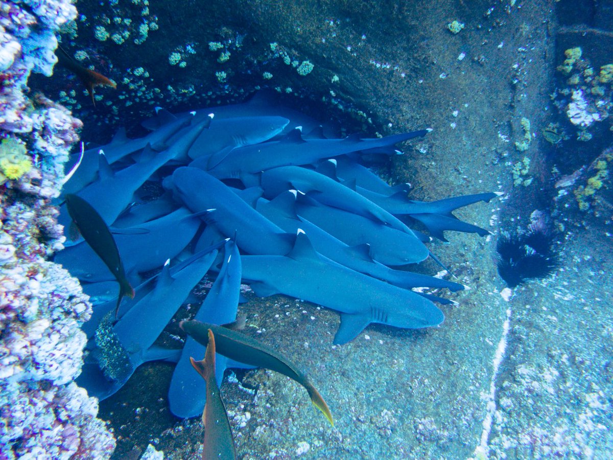 Whitetip reef sharks 💙