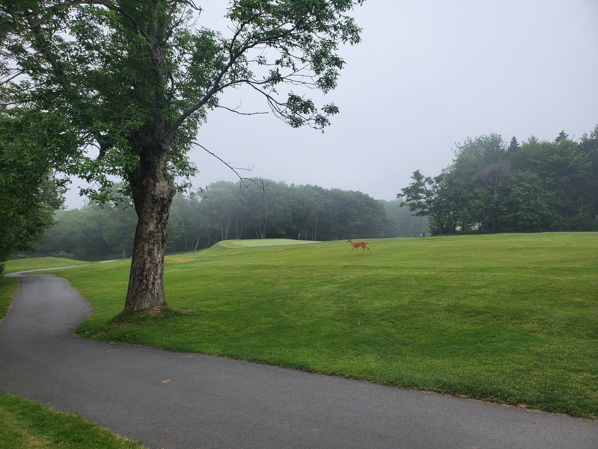 TimMacEachern's tweet image. Visitor to @Brightwood_Turf