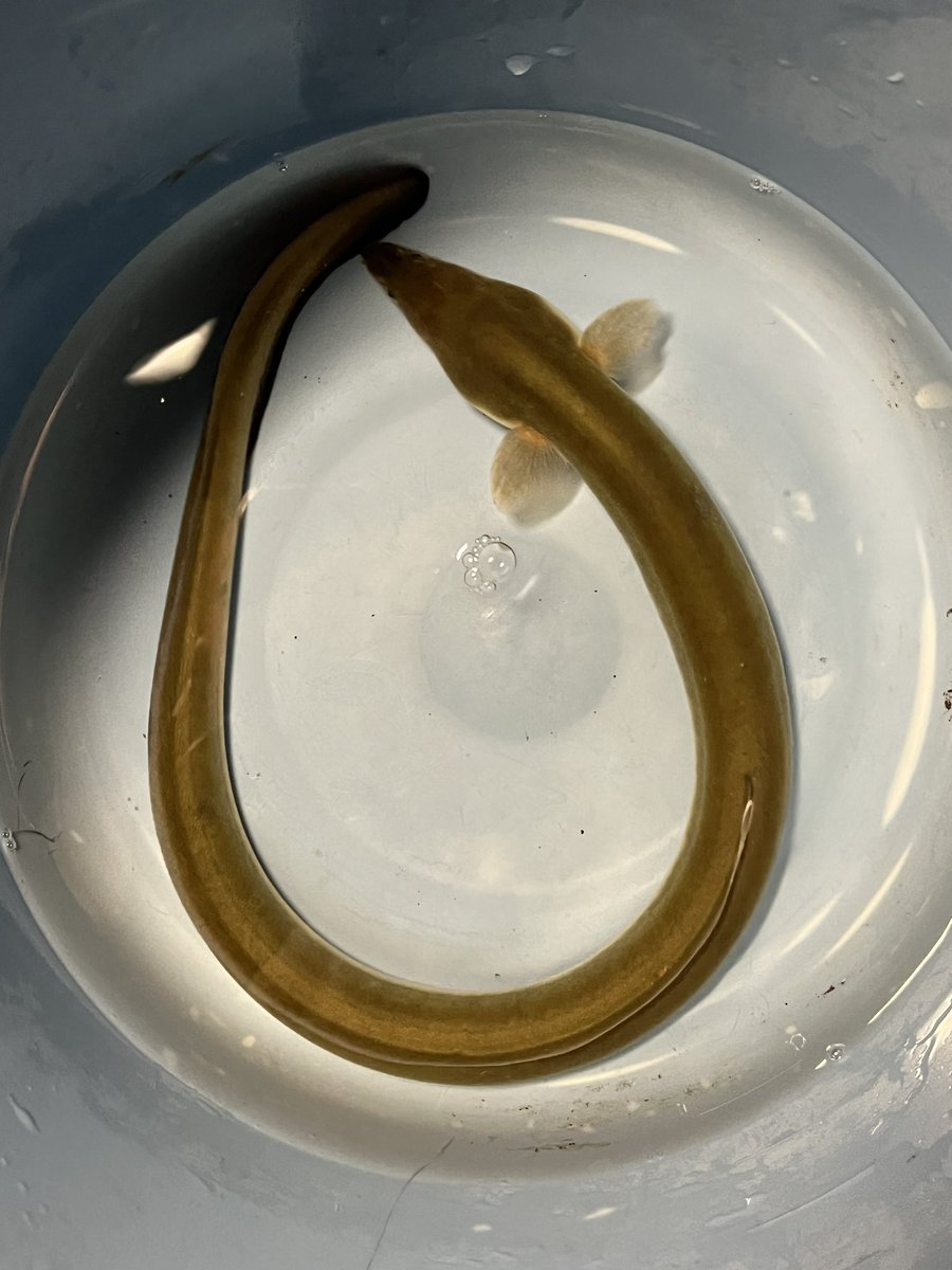 博多ちぇすめだか めだかボーイズ@今年−20.1万円 (@VN7gYCDgnixqVS0