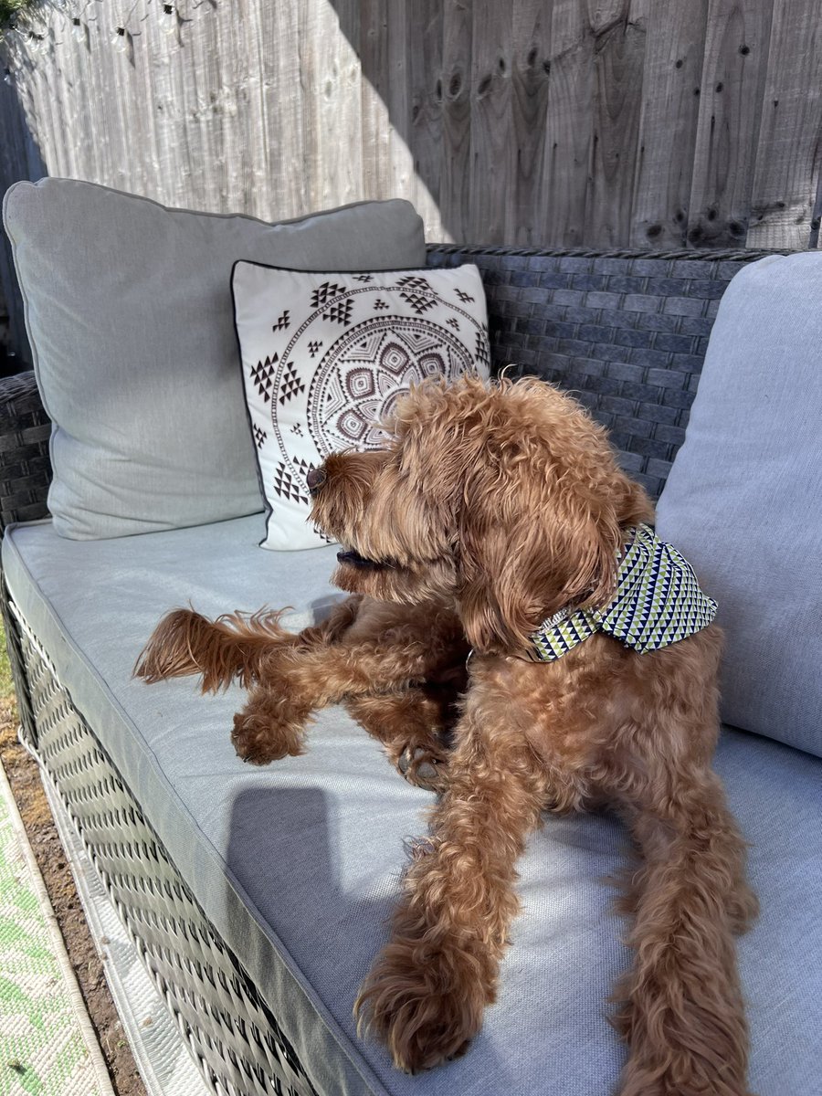 emabob79's tweet image. It’s #pimmsoclock @LFC_1968 and Bobby dog in the shade