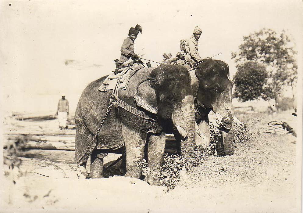 tizianacampodon's tweet photo. Working elephants, in a photo by Merl #LaVoy, 1920's https://t.co/MnPg0igvyL
