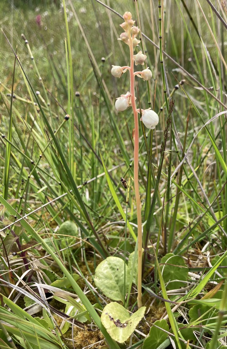 BeckyCMD (@becky_cmd) on Twitter photo Great day out at Kenfig NR today with <a href="/neild1962/">Neil Donaghy</a> as top guide. Round-leaved Wintergreen was just one of the special things seen <a href="/KenfigWarden/">Warden Kenfig National Nature Reserve</a> <a href="/duncan_dine/">Duncan Dine</a> Great day out at Kenfig NR today with <a href="/neild1962/">Neil Donaghy</a> as top guide. Round-leaved Wintergreen was just one of the special things seen <a href="/KenfigWarden/">Warden Kenfig National Nature Reserve</a> <a href="/duncan_dine/">Duncan Dine</a>