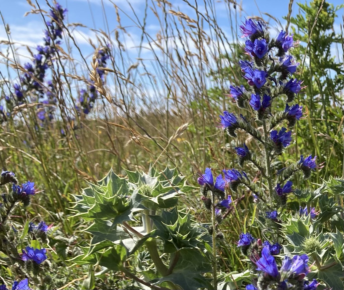 BeckyCMD (@becky_cmd) on Twitter photo My kind of seaside: Sea Holly, Viper’s Bugloss and a blue sky followed by an ice cream back at the visitors centre. <a href="/neild1962/">Neil Donaghy</a> <a href="/KenfigWarden/">Warden Kenfig National Nature Reserve</a> <a href="/duncan_dine/">Duncan Dine</a> My kind of seaside: Sea Holly, Viper’s Bugloss and a blue sky followed by an ice cream back at the visitors centre. <a href="/neild1962/">Neil Donaghy</a> <a href="/KenfigWarden/">Warden Kenfig National Nature Reserve</a> <a href="/duncan_dine/">Duncan Dine</a>