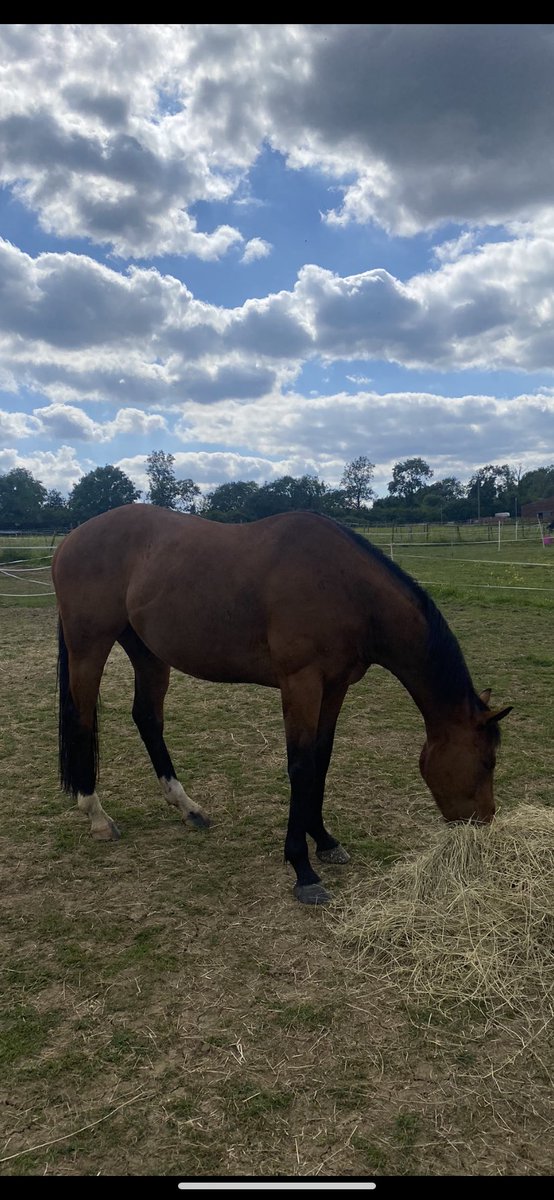 BrHeggs's tweet image. Washed, groomed and fed both enjoying life, love these boys to bits #momty #atty🐴