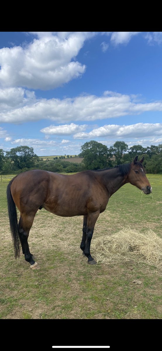 BrHeggs's tweet image. Washed, groomed and fed both enjoying life, love these boys to bits #momty #atty🐴