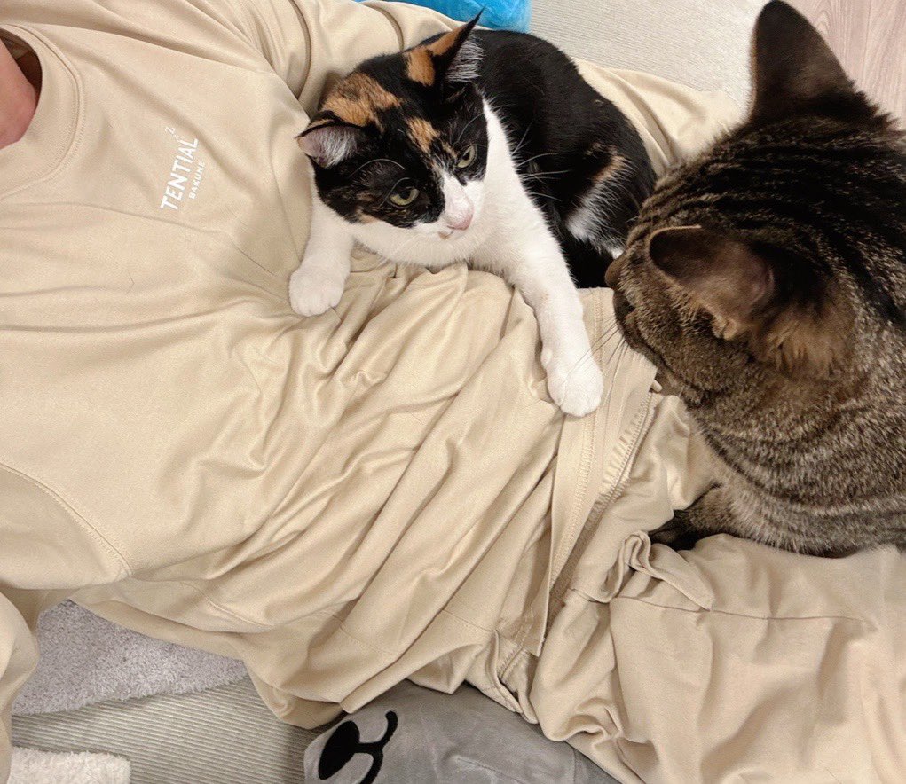 シャチが邪魔しないで！ってやってる 仲良くしなさい