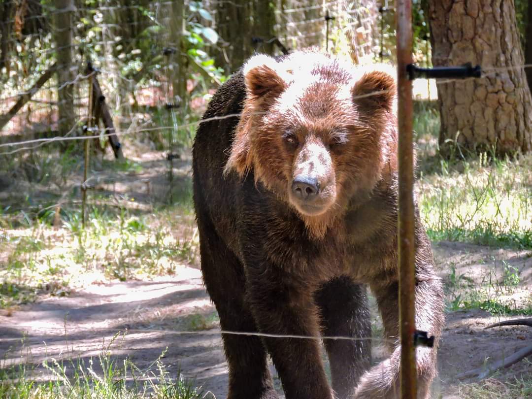 MockTurtlePower's tweet image. This is "Yak," a beautiful brown bear at Wildlife Images. I loved watching her yesterday.