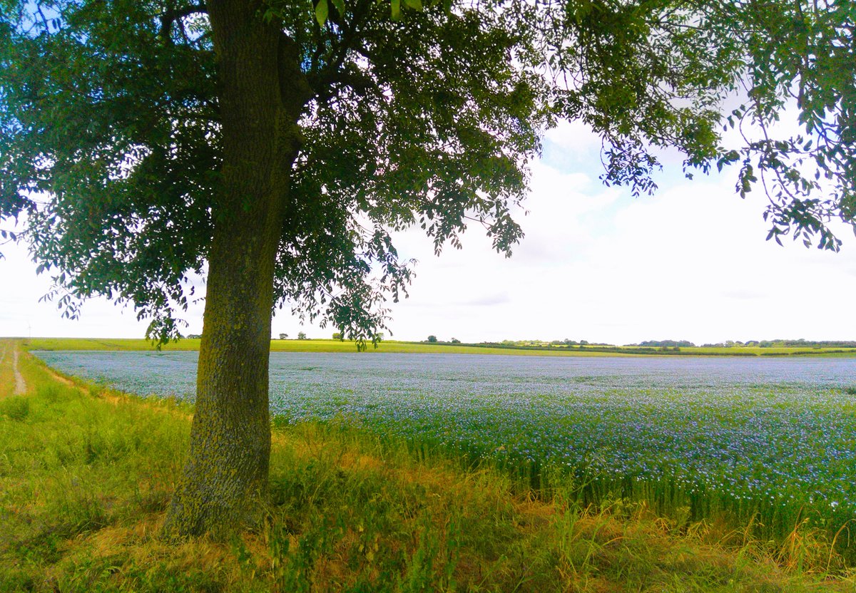 HelenRo88542779's tweet image. 🌳💙Have a lovely Tuesday everyone, here&apos;s my #ThickTrunkTuesday with a sea of stunning Flaxseed flowers. #SpottedOnMyWalk