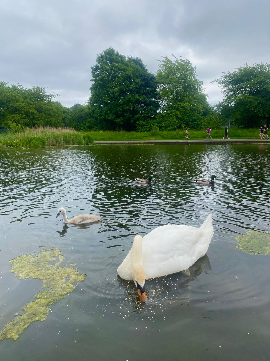 Young Leaders - Scottish Wildlife Trust (@scotwild_yl) on Twitter photo Continuing our theme of ‘mammal mindfulness’ for #30DaysWild, <a href="/RachelFaichnie/">Rachel Faichnie</a> shared an image of her in the local park with her kids club feeding the waterfowl (oats and veggies of course- no bread 👏) and there were lots of babies!
A very nice way to get some fresh air! 🦢 Continuing our theme of ‘mammal mindfulness’ for #30DaysWild, <a href="/RachelFaichnie/">Rachel Faichnie</a> shared an image of her in the local park with her kids club feeding the waterfowl (oats and veggies of course- no bread 👏) and there were lots of babies!
A very nice way to get some fresh air! 🦢
