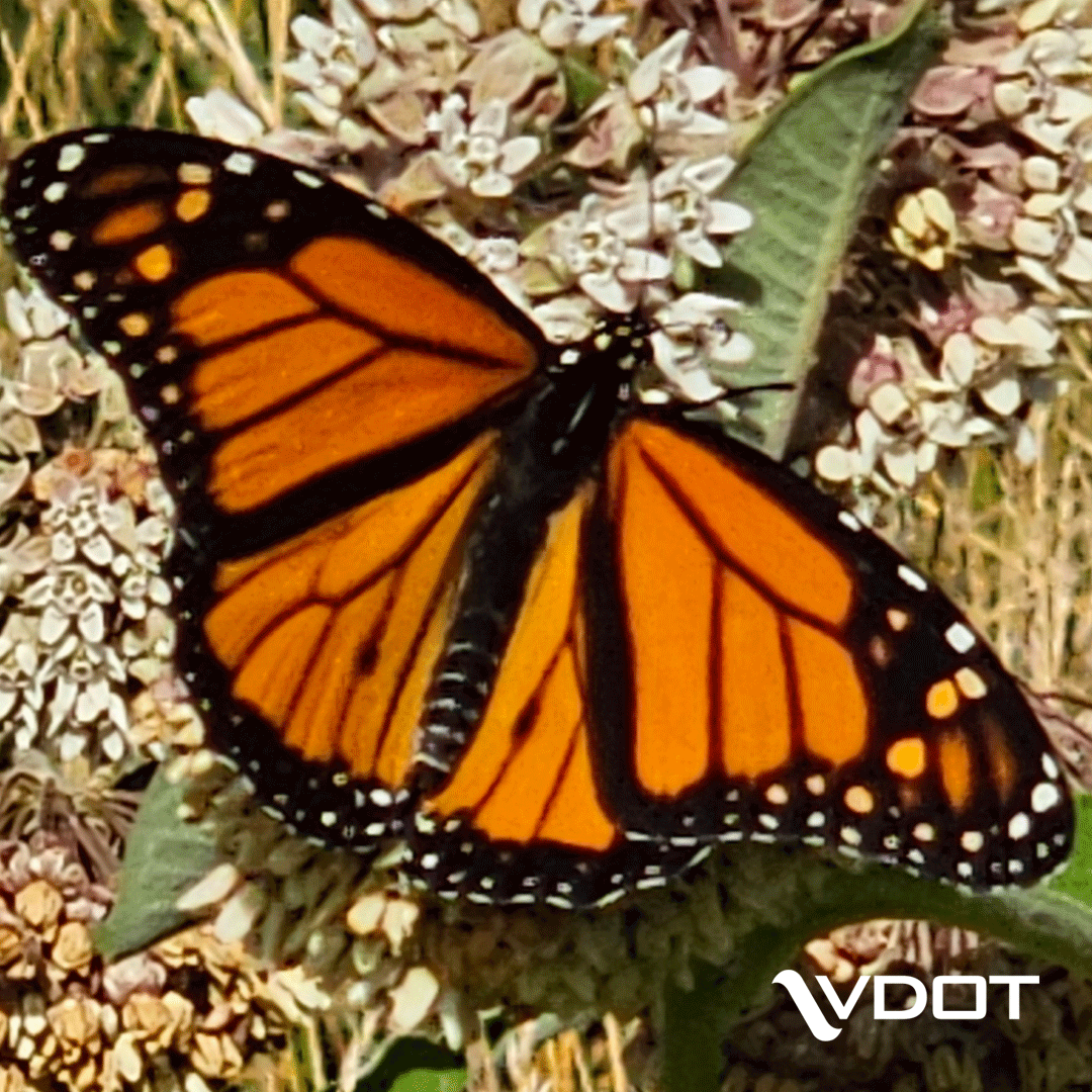 VaDOT's tweet image. June 17 – 23 is Virginia #Pollinator Week! While feeding on nectar, bees, butterflies &amp;amp; moths will unwittingly pick up pollen &amp;amp; transfer it from flower to flower. This helps the pollination process.

🦋 Learn about VDOT's Pollinator Habitat Program: bit.ly/35qu8gf