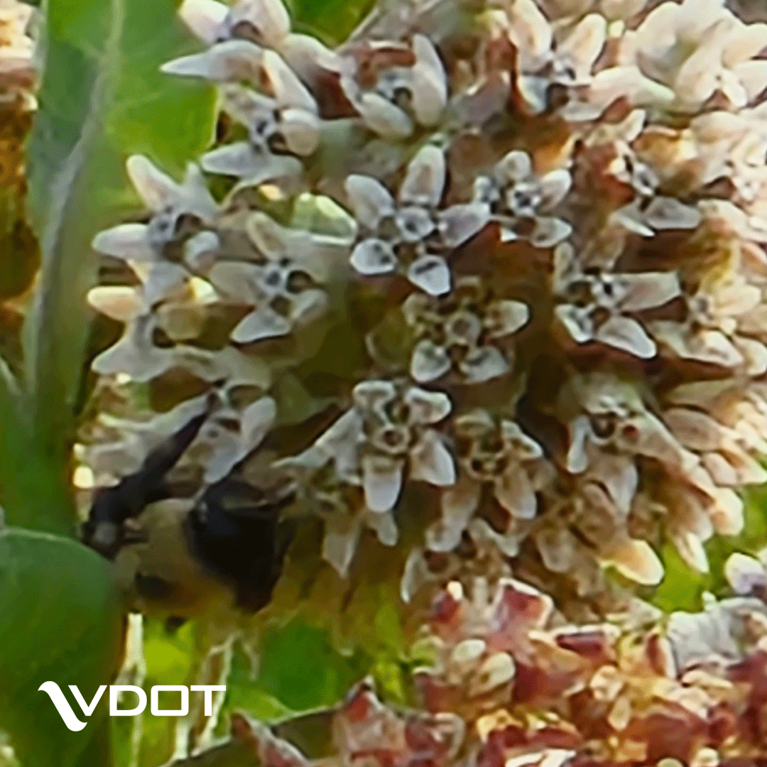 VaDOT's tweet image. June 17 – 23 is Virginia #Pollinator Week! While feeding on nectar, bees, butterflies &amp;amp; moths will unwittingly pick up pollen &amp;amp; transfer it from flower to flower. This helps the pollination process.

🦋 Learn about VDOT's Pollinator Habitat Program: bit.ly/35qu8gf