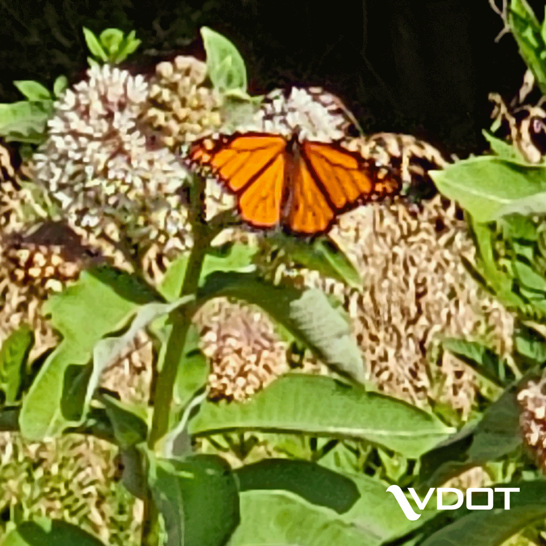 VaDOT's tweet image. June 17 – 23 is Virginia #Pollinator Week! While feeding on nectar, bees, butterflies &amp;amp; moths will unwittingly pick up pollen &amp;amp; transfer it from flower to flower. This helps the pollination process.

🦋 Learn about VDOT's Pollinator Habitat Program: bit.ly/35qu8gf