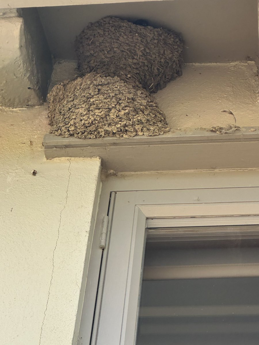 Downstairs and an upstairs for our house martins this summer.