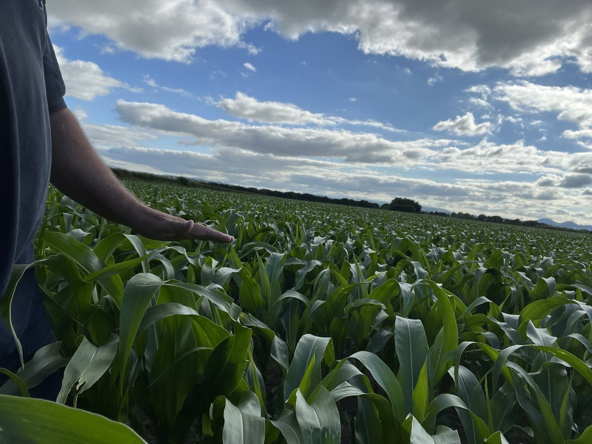 Guy Davies tweet media