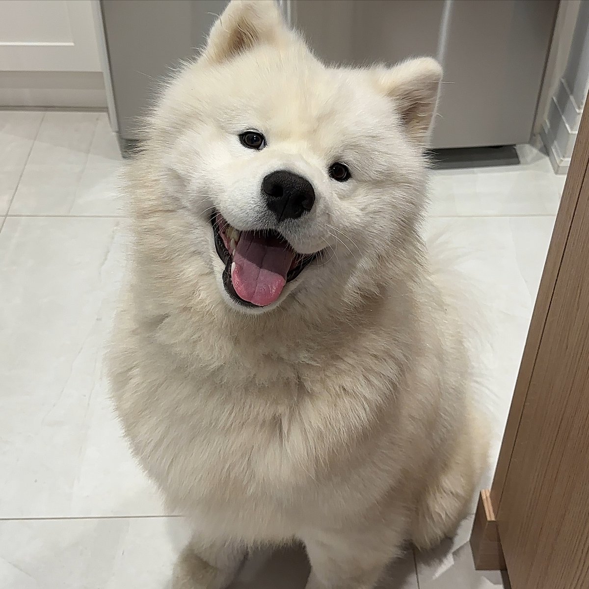 dogs so cute that could save the world (@dogssaveworld) on Twitter photo 