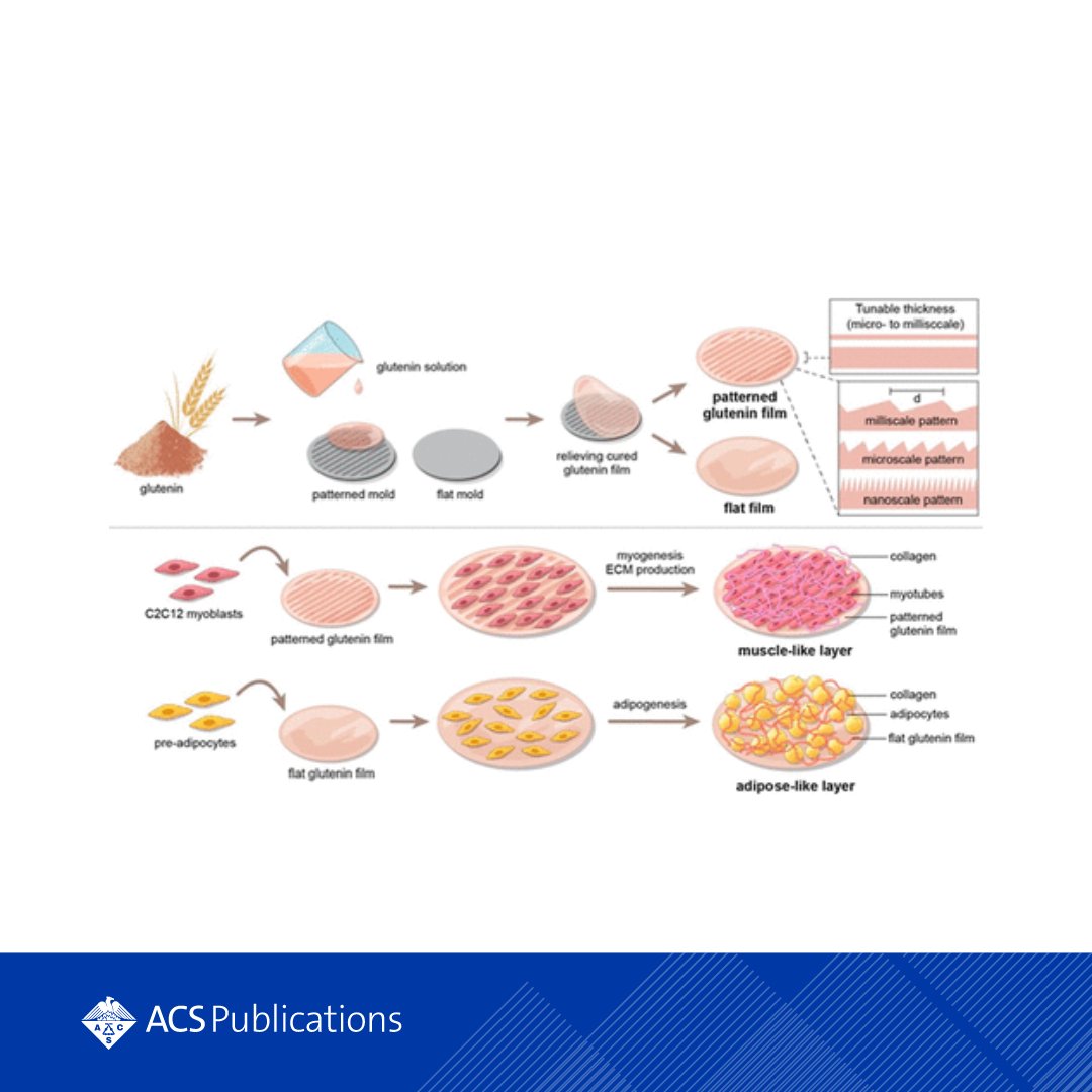 ACS Publications (@acspublications) on Twitter photo Researchers have successfully developed a non-allergenic wheat protein base that can grow striated muscle and flat fat layers, mimicking the texture and composition of traditional meat.
Learn more from <a href="/ACSBiomaterials/">ACS Biomat Sci & Eng</a>: go.acs.org/9VO Researchers have successfully developed a non-allergenic wheat protein base that can grow striated muscle and flat fat layers, mimicking the texture and composition of traditional meat.
Learn more from <a href="/ACSBiomaterials/">ACS Biomat Sci & Eng</a>: go.acs.org/9VO