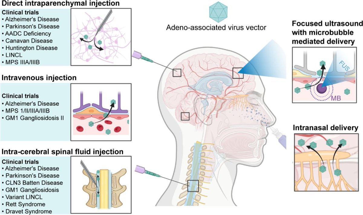 ChenUltrasound's tweet image. 📢My postdoc, Dezhuang (Summer) Ye, wrote a review on AAV delivery to the brain. It is a beautiful piece of art that provides a comprehensive summary of the field!
authors.elsevier.com/a/1jIoT,3sXTmT…
