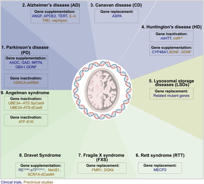 ChenUltrasound's tweet image. 📢My postdoc, Dezhuang (Summer) Ye, wrote a review on AAV delivery to the brain. It is a beautiful piece of art that provides a comprehensive summary of the field!
authors.elsevier.com/a/1jIoT,3sXTmT…
