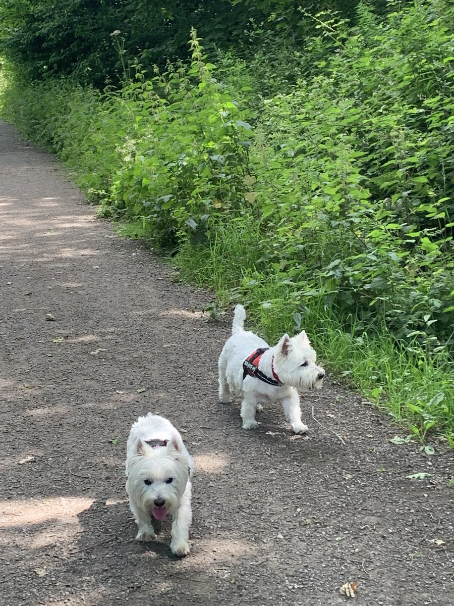 LouiseBarkerNHS's tweet image. It’s been a great week for walking.  This week was London, #pmoconf, Moulin Rouge and the westies!  478.4 miles YTD for #nhs1000miles so 22 miles is the target next week to hit the half way mark.