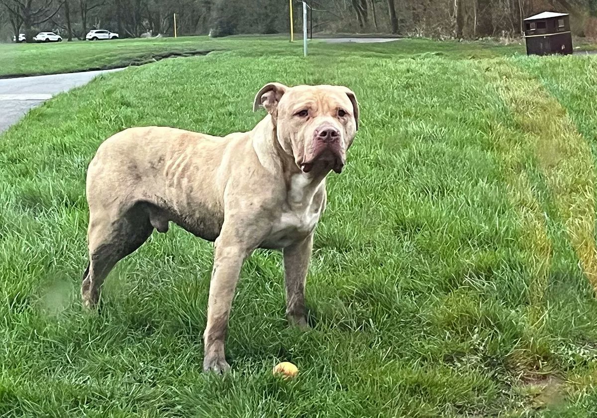 RIPPlease retweet,  frightened, abandoned XL Bully  destroyed  by Merseyside Police #CROXTETH #LIVERPOOL #UK  Should the dog have been rescued and the owner's prosecuted?  
Onlookers said a car had pulled up and removed the dog from the boot before speeding off, leaving it