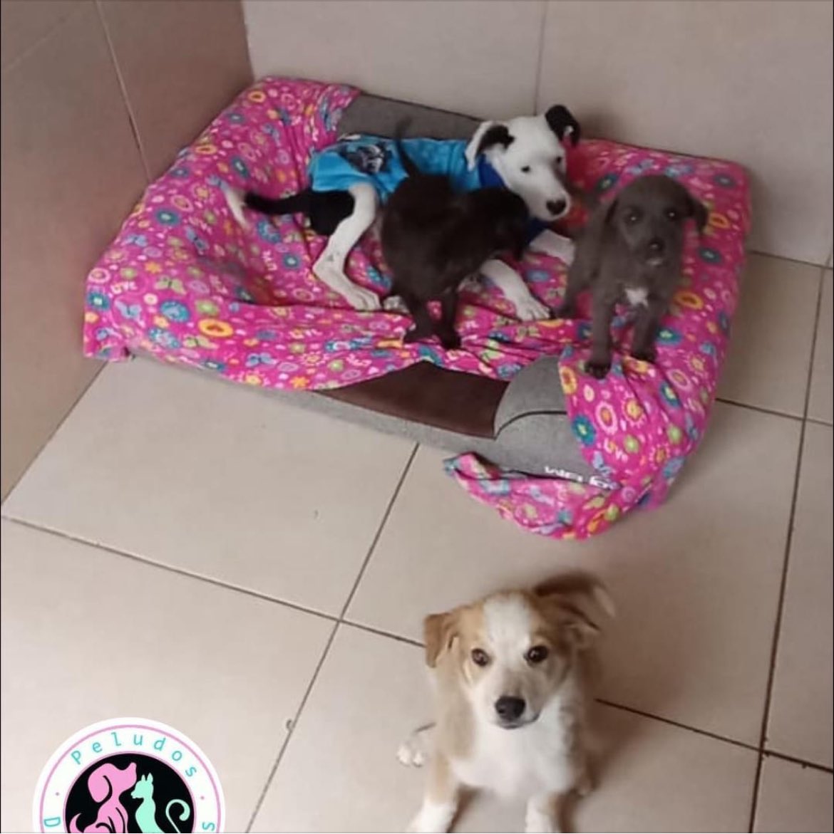 ‼️𝐍𝐎 𝐓𝐄𝐍𝐄𝐌𝐎𝐒 𝐂𝐑𝐐𝐔𝐄𝐓𝐀𝐒 𝐄𝐍        𝐀𝐋𝐁𝐄𝐑𝐆𝐔𝐄‼️ 
A nadie le importa que nuestros rescatados vivan en condiciones óptimas y confortables y un albergue bien limpio… en otros albergues los tienen viviendo en condiciones deplorables, albergue súper sucios y