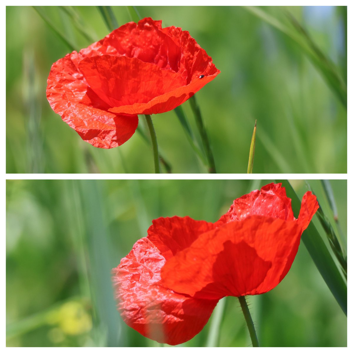 JustinaAngstma1's tweet photo. MOHNBLUMEN / POPPIES MAY &
JUNE 2024 🥰🥰❤️❤️🥰🥰
#mohnblume #mohnblumen #poppies
#naturephotography #poppyflowers https://t.co/x7pQuJLgnr