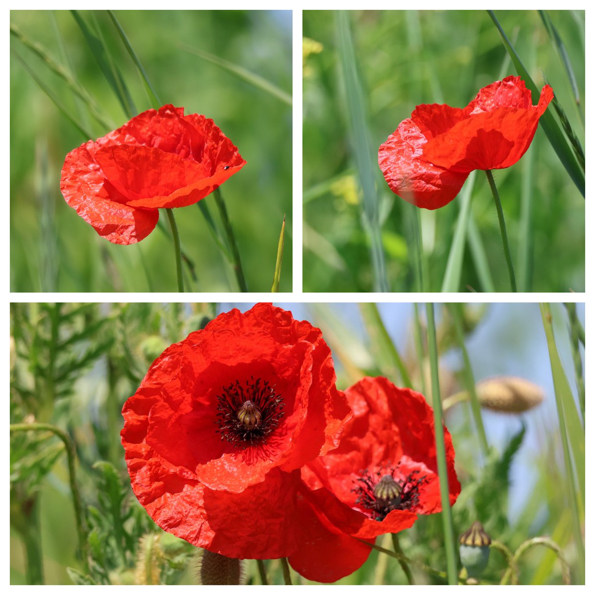 JustinaAngstma1's tweet photo. MOHNBLUMEN / POPPIES MAY &
JUNE 2024 🥰🥰❤️❤️🥰🥰
#mohnblume #mohnblumen #poppies
#naturephotography #poppyflowers https://t.co/x7pQuJLgnr