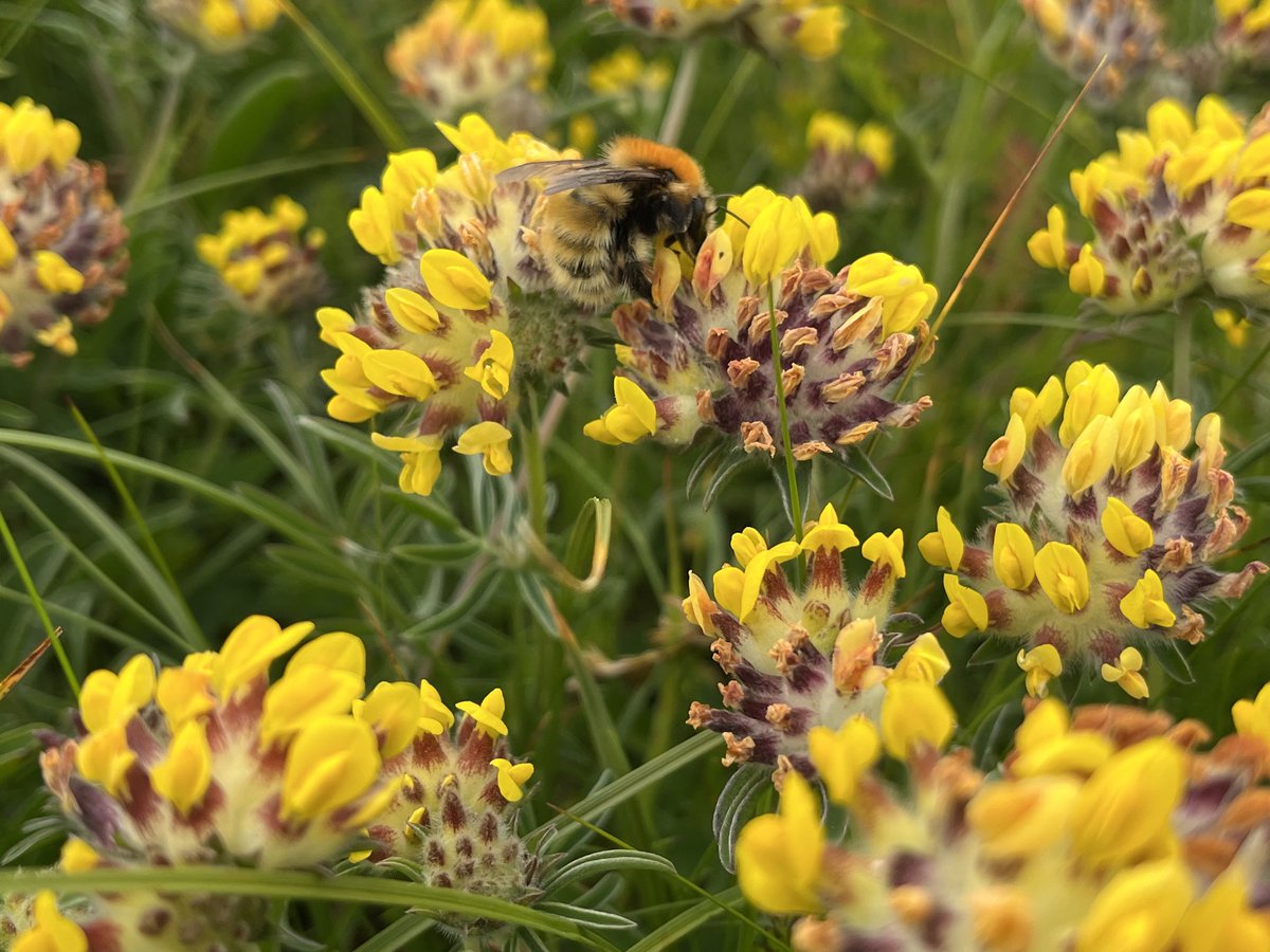gemma0connor's tweet photo. Today’s casual wander with Sprout, in the hope of finding a Great Yellow Bumblebee, yielded a few other beauties instead. Perhaps she’s busy in the nest and workers will be out in the coming weeks.
#BombusMuscorum
#DevilsBitScabious
#BombusLucorum https://t.co/y6qf2b8MD0