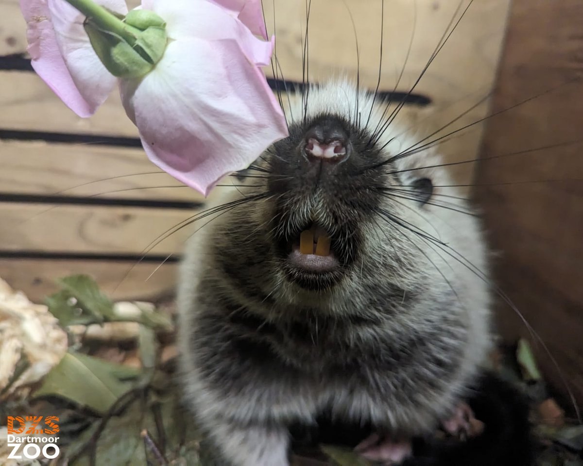 DartmoorZoo's tweet photo. 💗 Cloud Rats &amp; Flowers 💐

A big thank you to our recent wedding couple who kindly donated their wedding flowers! Nelson and Upton loved them so much 🐭

📷 Keepers Hannah &amp; Ella

#DartmoorZoo #DZS #Devon #CloudRats https://t.co/5Ig8c43wJL