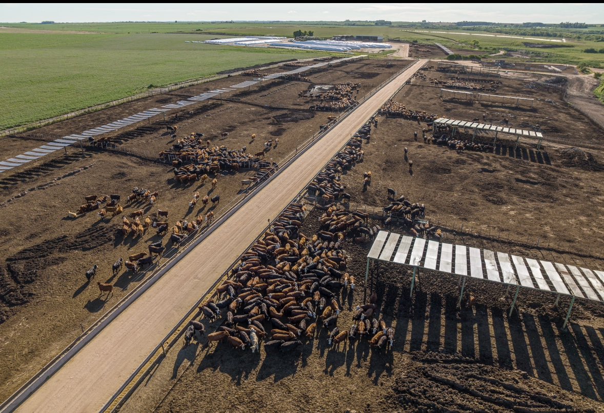 🌾🐂Domingo de feedlot, un espectáculo de sinergias! Entre procesamiento de maíz húmedo, confección de fardos de alfalfa, preparación de alimentos para el tercer turno de entrega y carga de ganado pronto para industria. Ver cómo la agricultura y la ganadería se unen para producir
