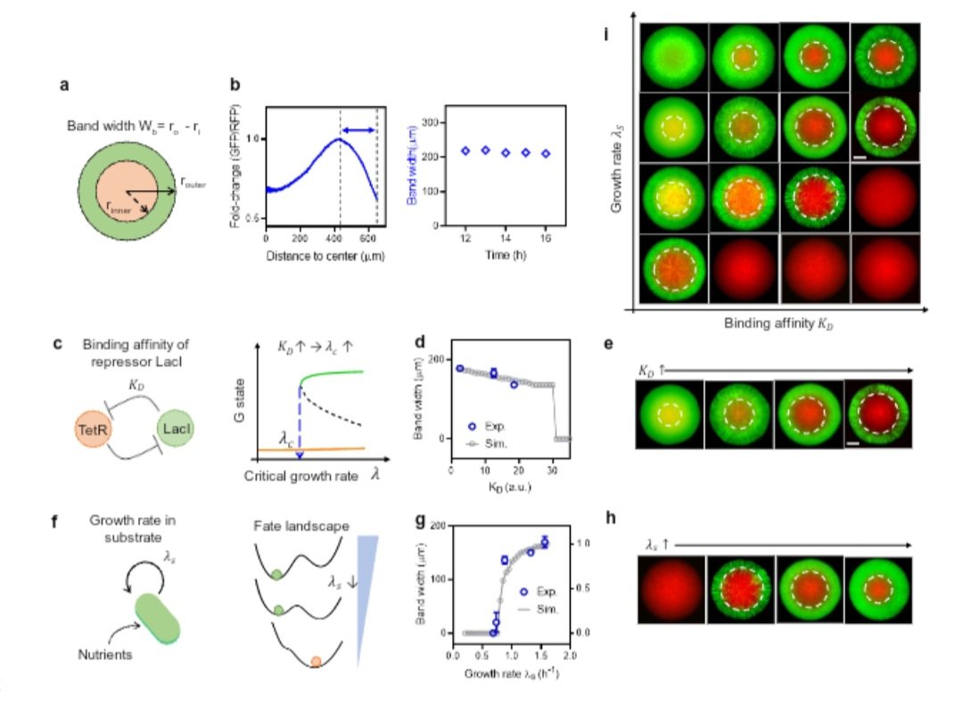 Colony pattern development of a synthetic bistable switch
doi.org/10.1101/2024.0…