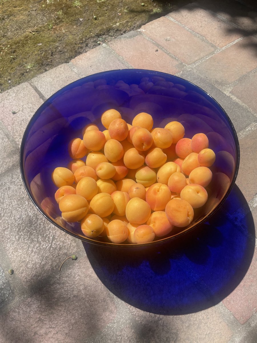 It’s apricot harvest time in Menlo Park. And this year i beat the squirrels!!