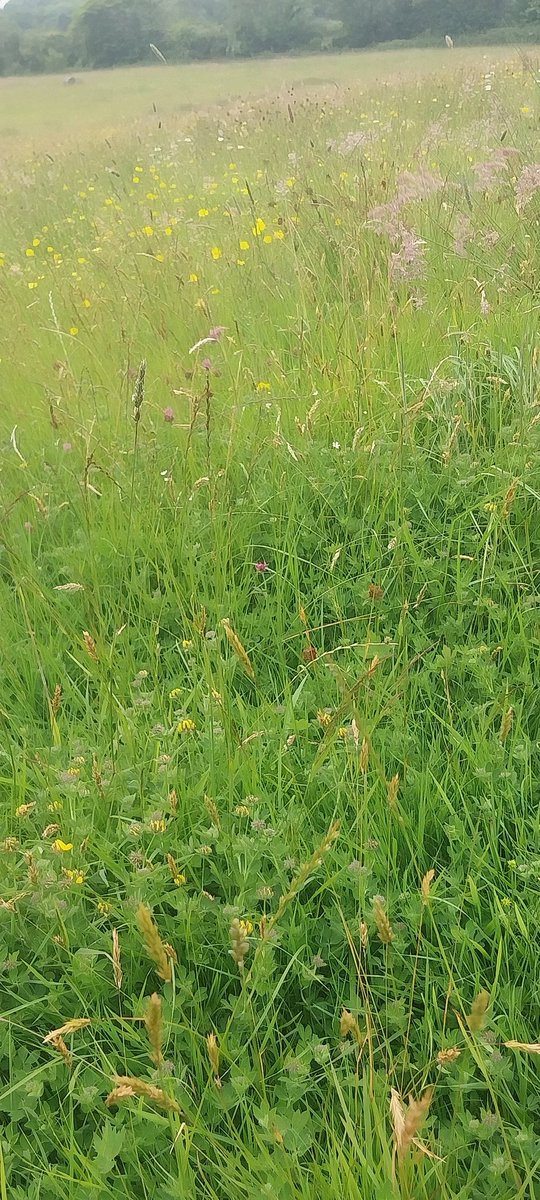 ScyllaChary's tweet photo. We've been closing this field in May for the last  3 years to allow the seed bank to germinate Amazing #birdfoot trefoil, #commonknapweed with nitrogen fixing coming from #clover .
Loving this #regenerative life.
The life that I have
Is all that I have
#interconnected https://t.co/GmRjovaxM2