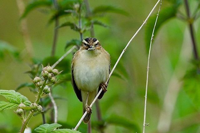 Some small changes on our farms are making a huge difference to wildlife. Breeding sedge warbler, a first for the farm where wetland features were created a couple of years ago!