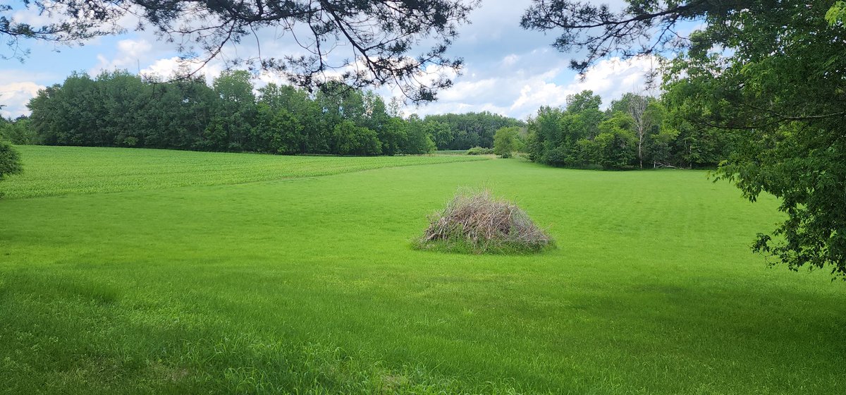 web3msp's tweet image. Good afternoon Minnesota! Not all of us live in the cities but most of the state has lots of green especially with all this rain 😅
Have a great day.