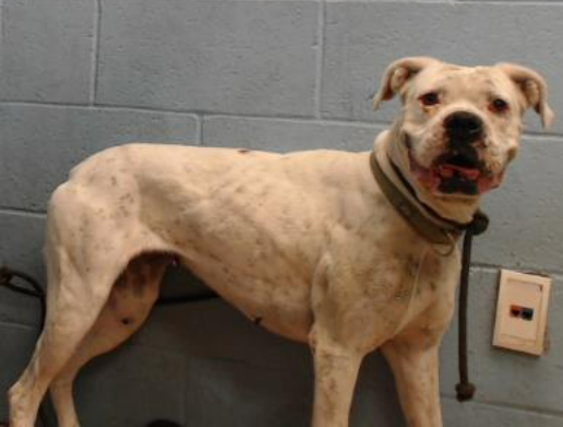 mapleveewesem's tweet photo. 🆘💔🆘BUBBLES, a 5 yo 56 lb Boxer, is 1 of 21 adoptable dogs on the Downey #California ACC euth list. Pic on left is on intake (5-24), on right is today (6-23). Our volunteer said she is terrified. 😢 Totally defeated. Ok with large dogs. Needs #S0Cal hero ASAP! info⬇️ #A5628079 https://t.co/EjJhwIGDI6