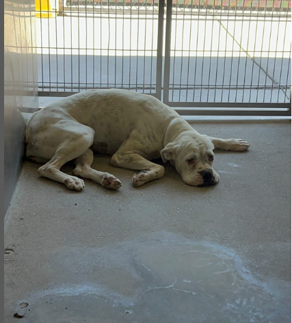 mapleveewesem's tweet photo. 🆘💔🆘BUBBLES, a 5 yo 56 lb Boxer, is 1 of 21 adoptable dogs on the Downey #California ACC euth list. Pic on left is on intake (5-24), on right is today (6-23). Our volunteer said she is terrified. 😢 Totally defeated. Ok with large dogs. Needs #S0Cal hero ASAP! info⬇️ #A5628079 https://t.co/EjJhwIGDI6