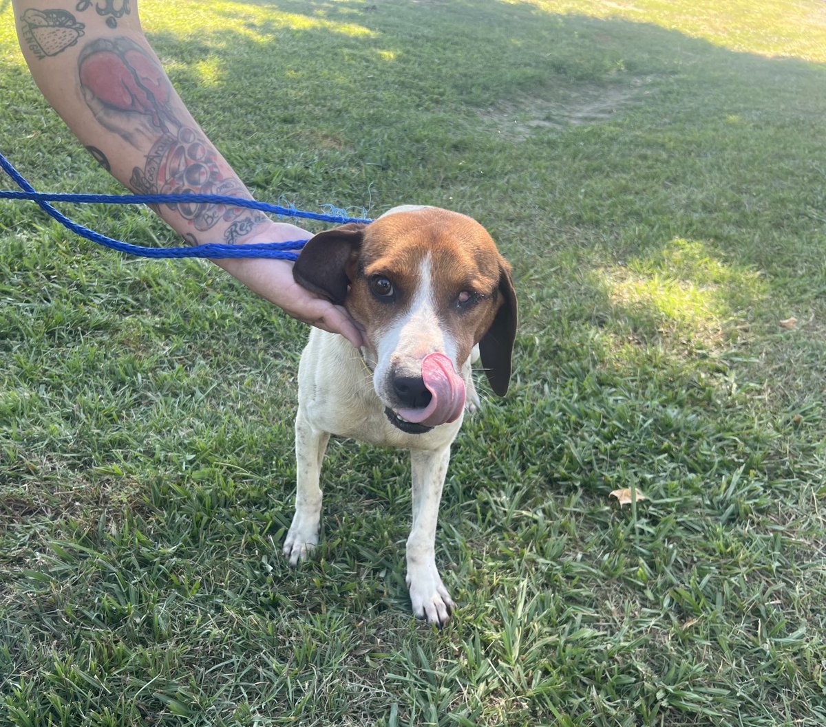 No applications for Travis yet!
Travis is a 32 lb, 2-3 year old beagle boy. He’s dog AND cat friendly!
Travis lost an eye to an injury but it doesn’t bother him.
Someone out there must have a 🏡 and love for Travis?… we do transport nationwide! 
rescuecoop.org/services