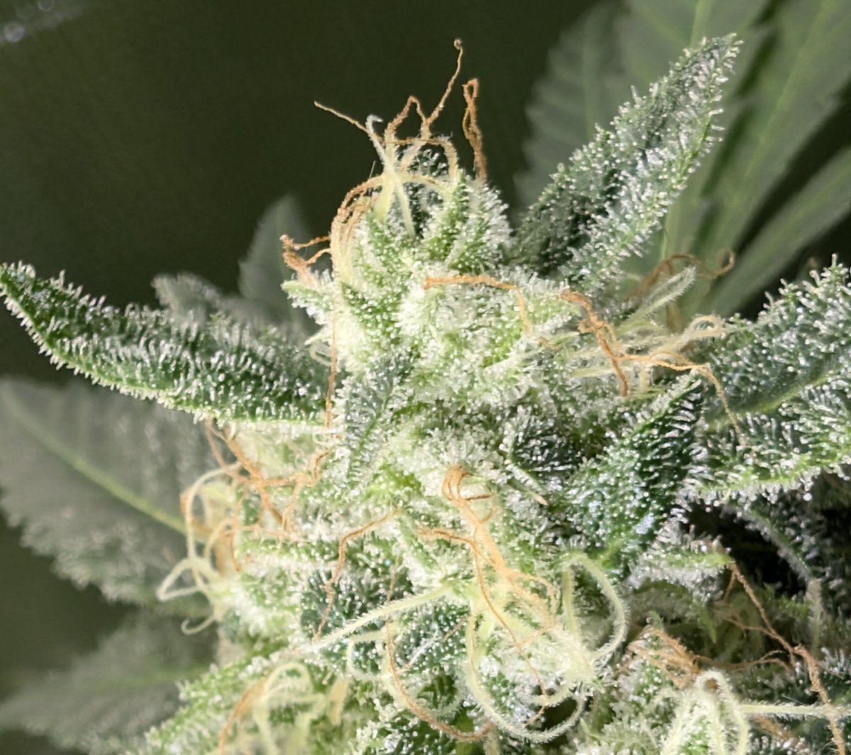 aka St0nA (@potmarijuana) on Twitter photo A new to me pheno of <a href="/KickflipSeeds/">Kickflip Genetics</a> Bermuda Cookies. I like it so far.
#shutterbuds #cannabiscommunity #cannabisculture #mmemberville #budporn #soilammendmentsonly #filterfreetree #oldschool #allmygromies #beanfiend A new to me pheno of <a href="/KickflipSeeds/">Kickflip Genetics</a> Bermuda Cookies. I like it so far.
#shutterbuds #cannabiscommunity #cannabisculture #mmemberville #budporn #soilammendmentsonly #filterfreetree #oldschool #allmygromies #beanfiend